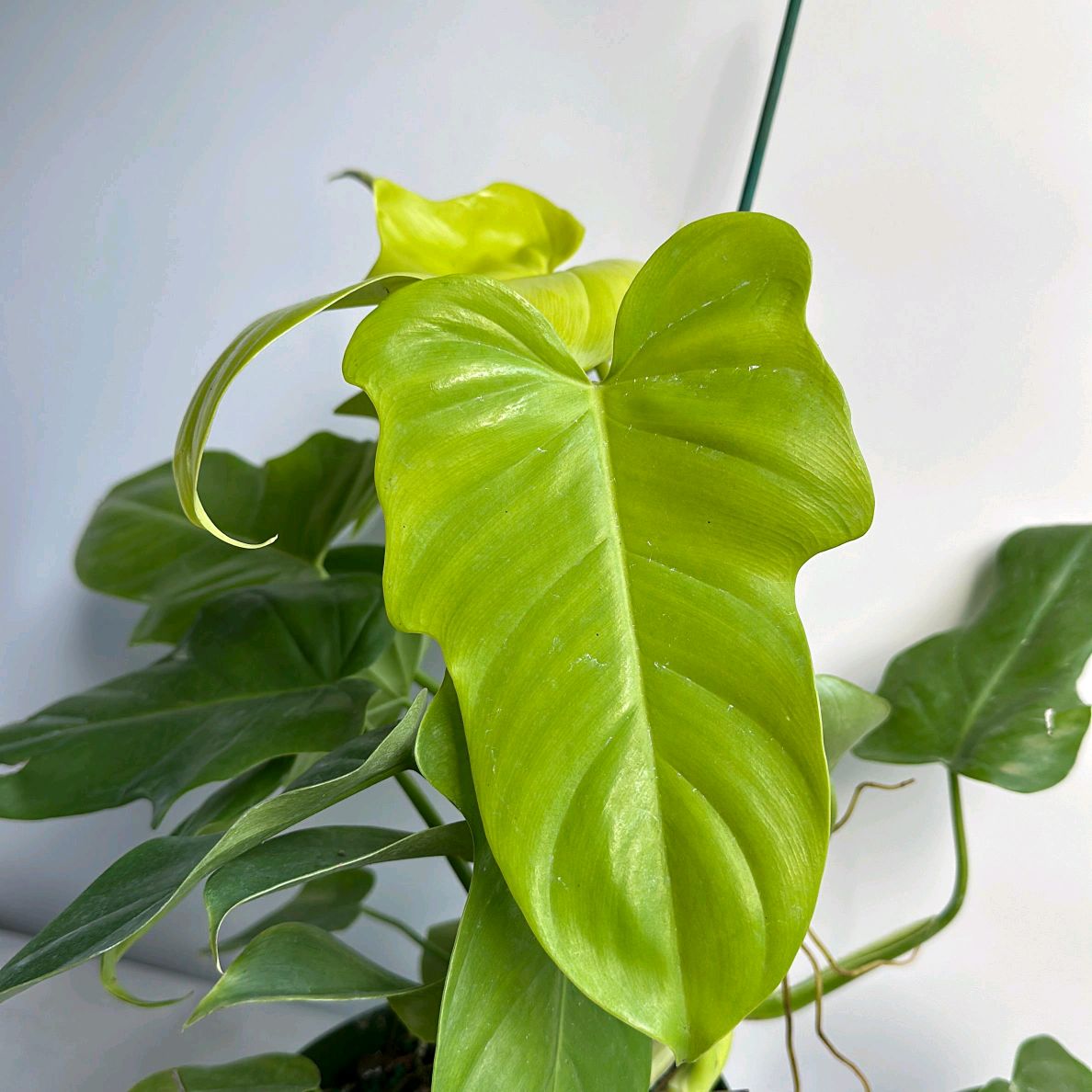 Philodendron bipennifolium aurea 6"