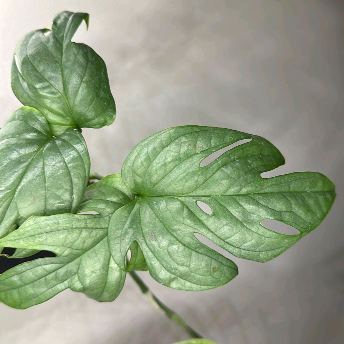 Monstera Amydrium Silver (Spiderman monstera) 4" Pot
