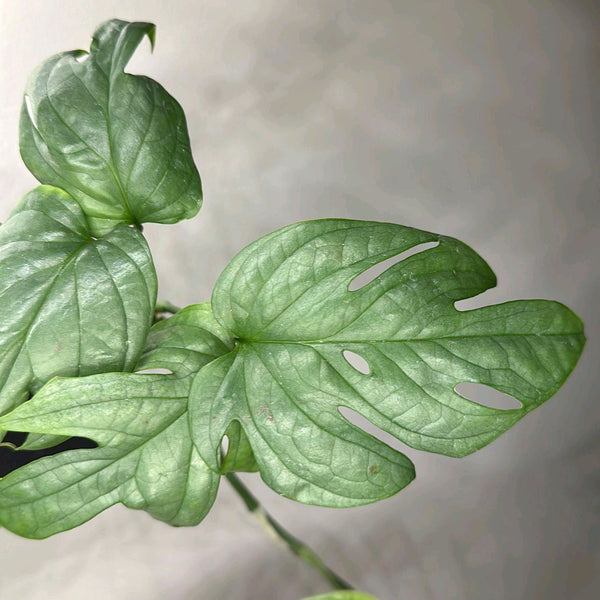 Monstera Amydrium Silver (Spiderman Monstera)