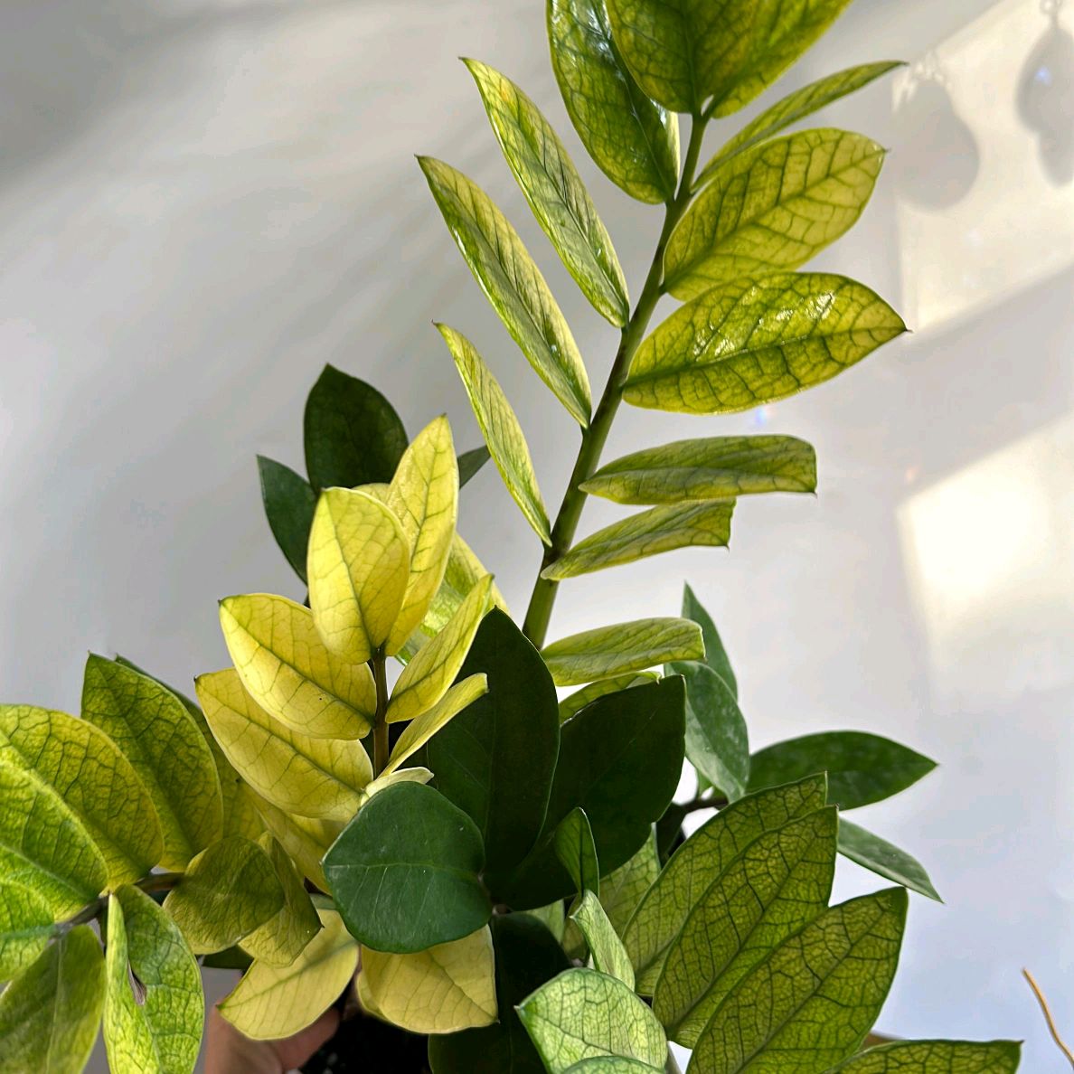 Variegated Chameleon ZZ Zamioculcas Plant 6"