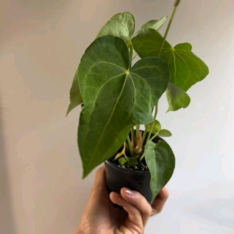 Anthurium King of Clarinervicum Hybrid Plant