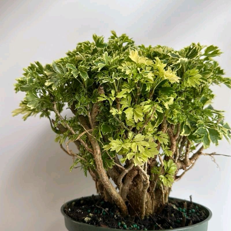Aralia Ming Gold Tree Plant 6"
