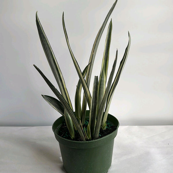 Sansevieria 'Bantel's Sensation'