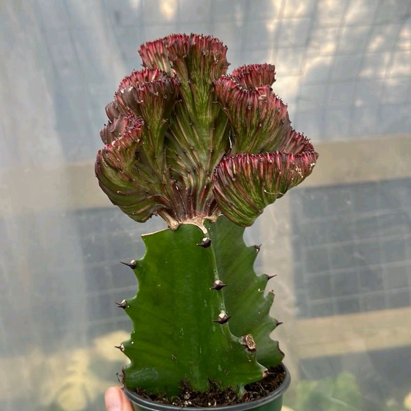 Mermaid Tail Cactus Euphorbia
