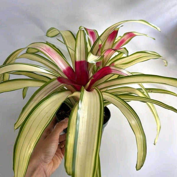 Variegated Neoregelia 'Ardie'