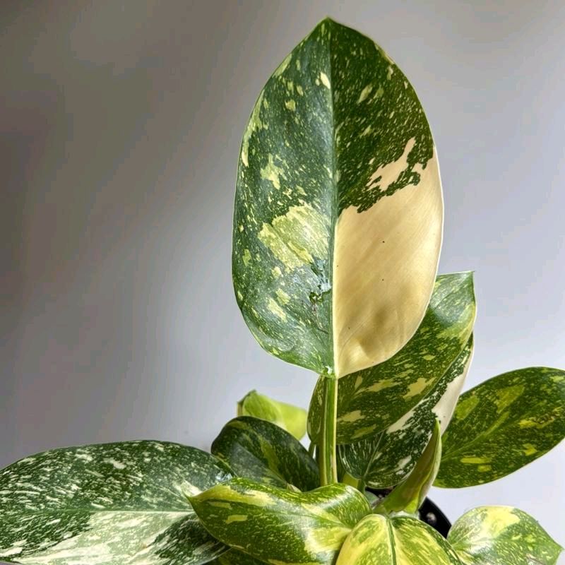 Rare Variegated philodendron Green Congo Nuclear 4"