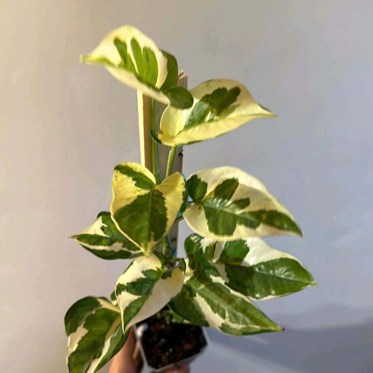 Pothos Pearls and Jade 6"