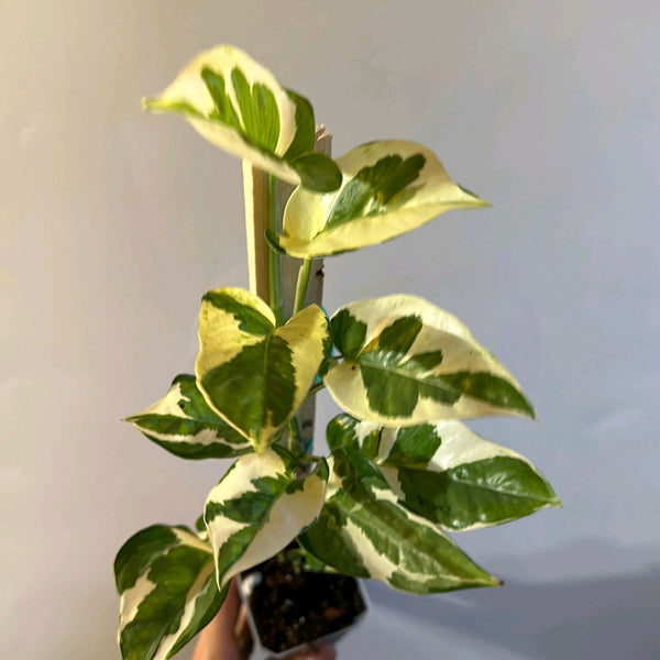 Pothos Pearls and Jade