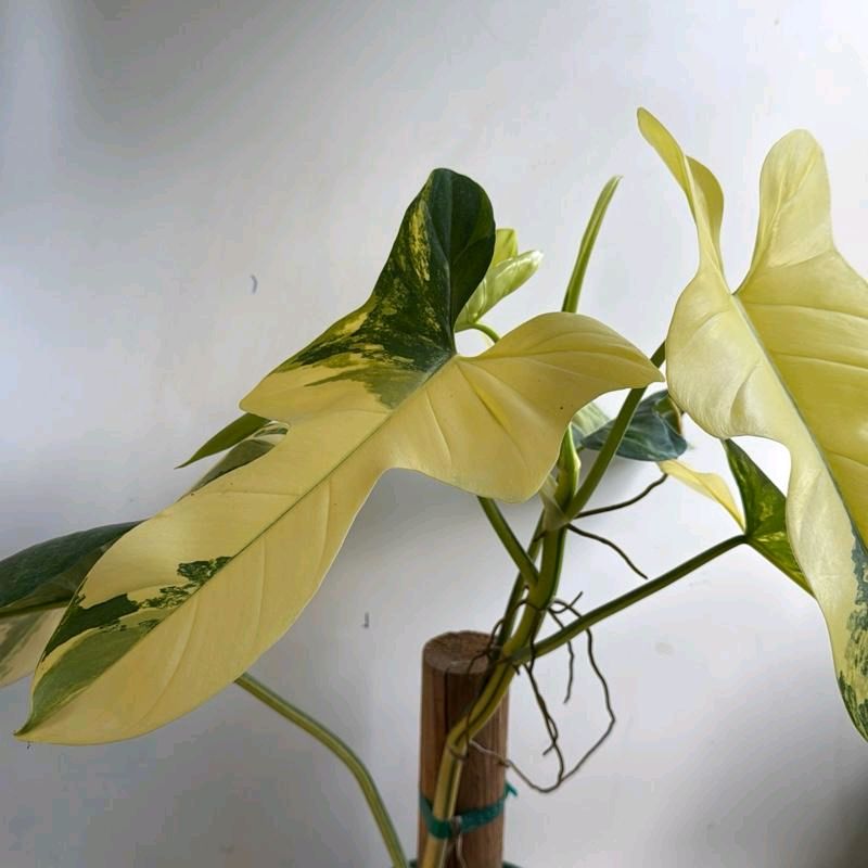 Rare variegated Philodendron bipennifolium