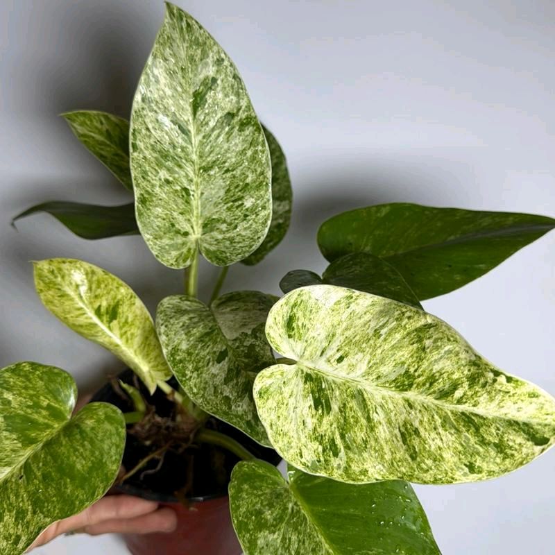 Philodendron Giganteum (Blizzard) Variegated 6"