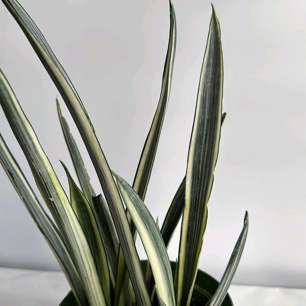 Sansevieria 'Bantel's Sensation'
