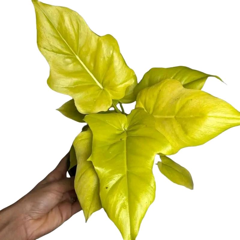 Philodendron Warscewiczii Aurea 6"