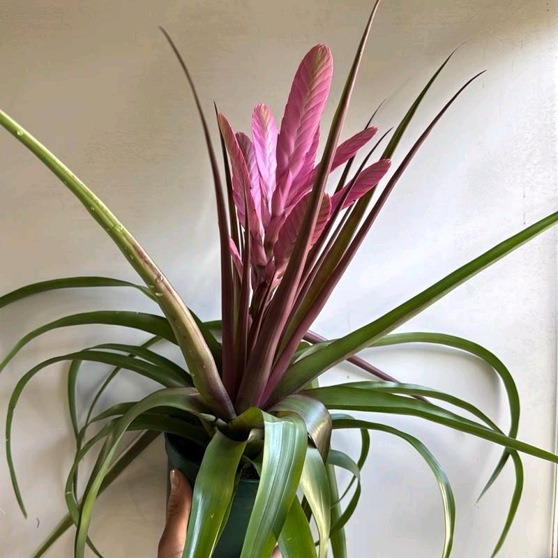 Tillandsia Antonio Pink 6"