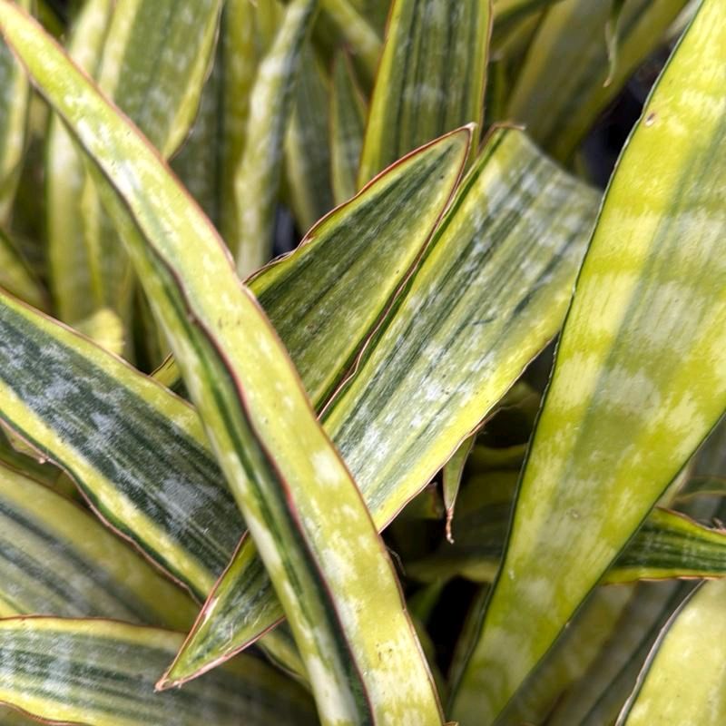 Sansevieria Lauren Golden 6"