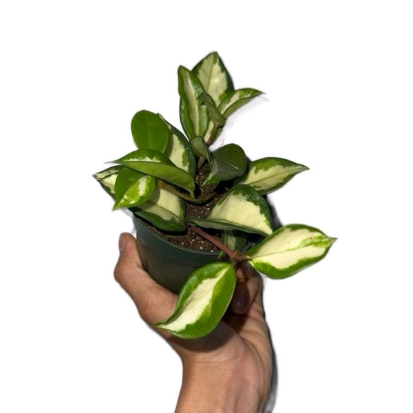 Hoya Mystery Bundle Box - 3 Hoya Plants