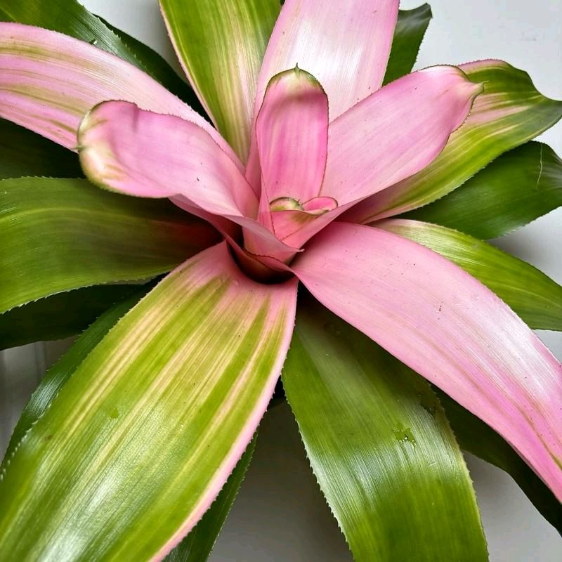 Neoregelia Cotton Candy 5"