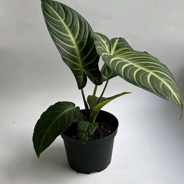 Xanthosoma Lindenii Magnificum