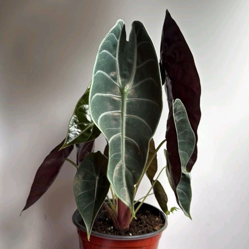 Alocasia Sedenii Hybrid Pink Stems Cuprea x Lowii 6"