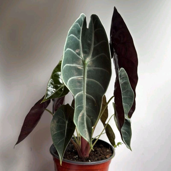 Alocasia Sedenii Hybrid