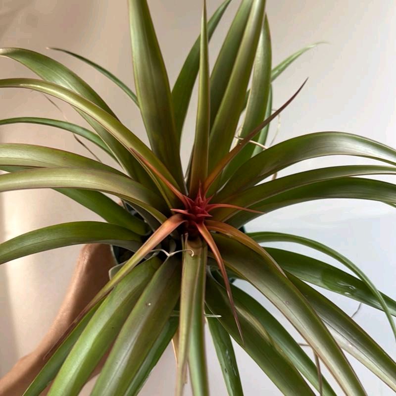 Tillandsia hermosa Live Tropical Air Plant for Beginners