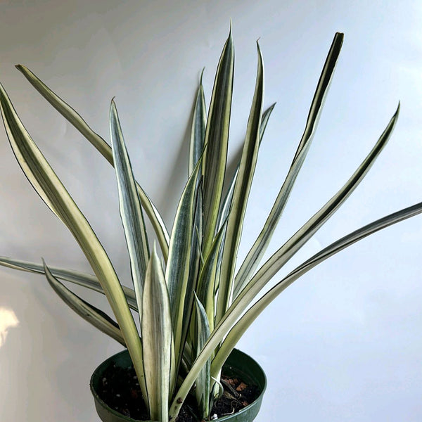 Sansevieria 'Bantel's Sensation'