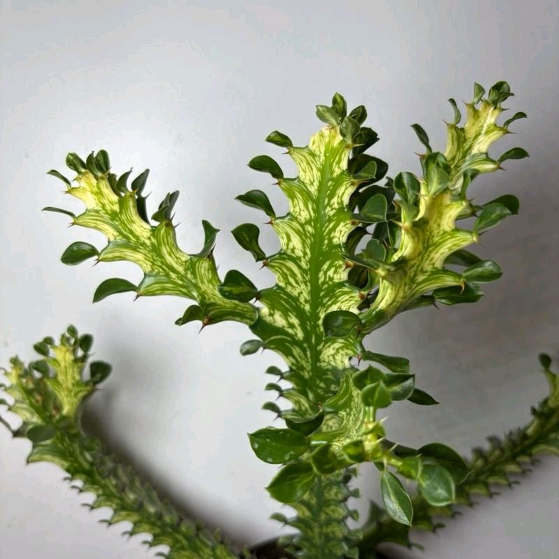 Variegated Euphorbia Trigona 6” pot Plant