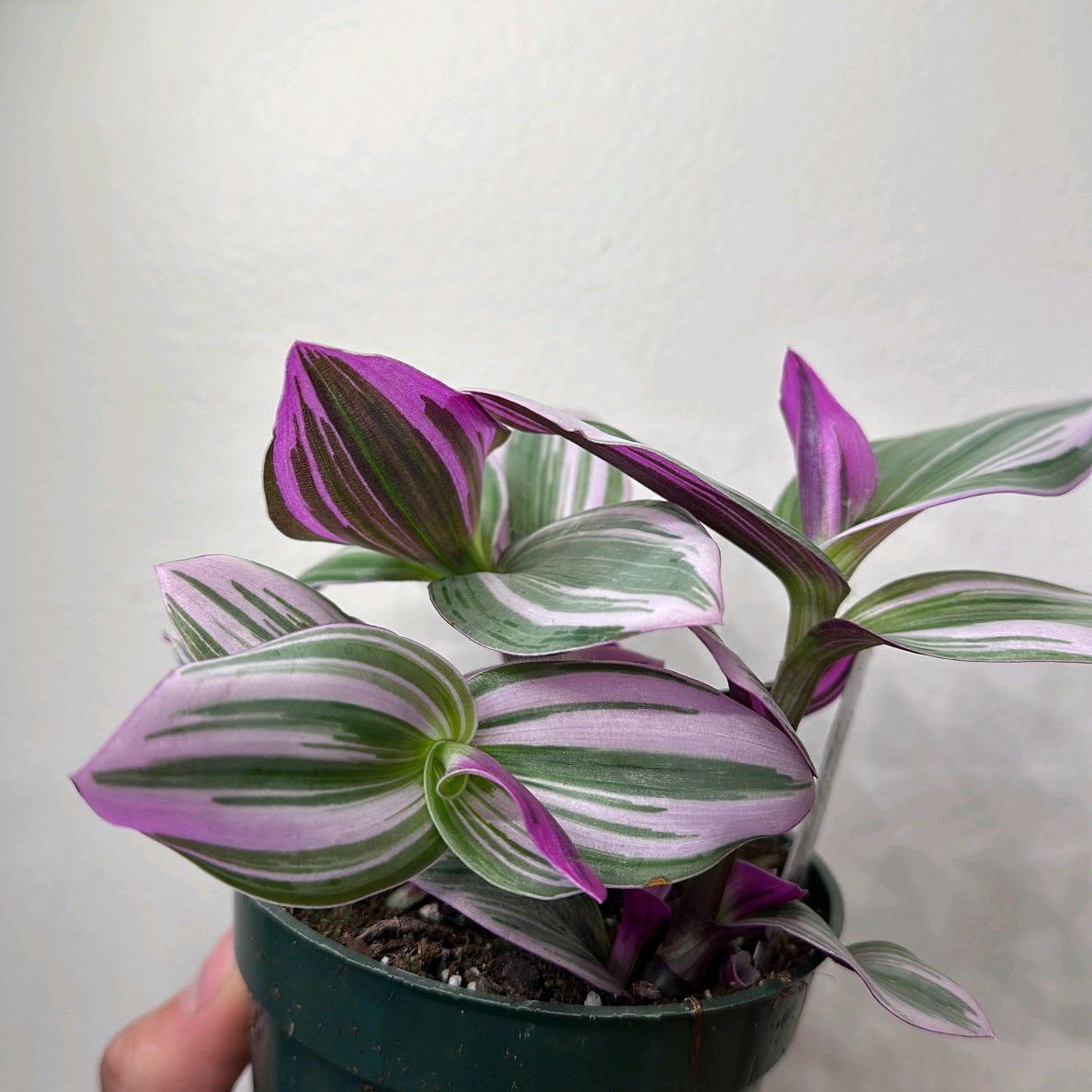 Tradescantia Nanouk 4"