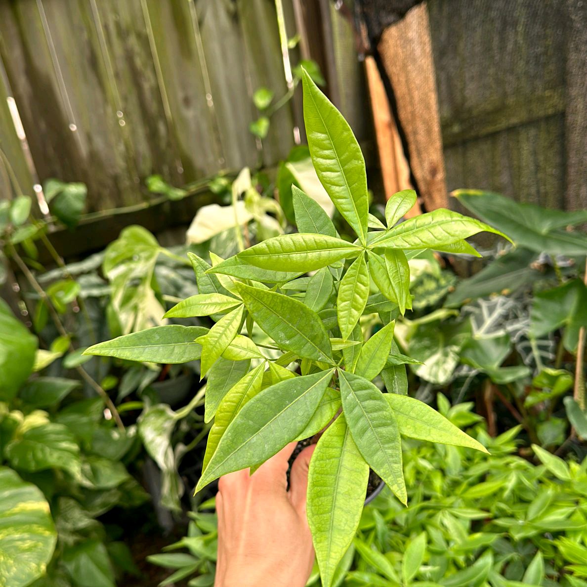 Money Tree Braid Plant 4"