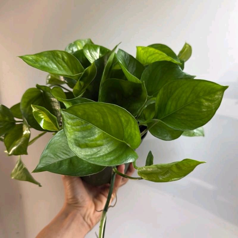 Pothos Global green 6" - Beautiful Decorative