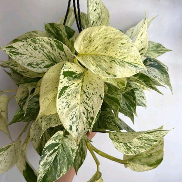 Pothos Snow Queen
