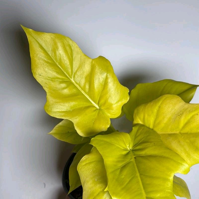 Philodendron Warscewiczii Aurea 6"