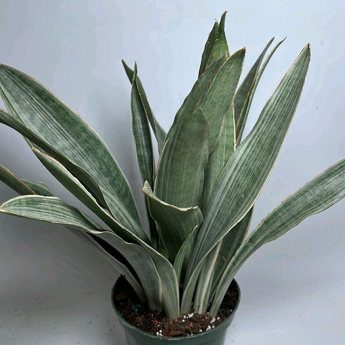 Sansevieria Sayuri 6"