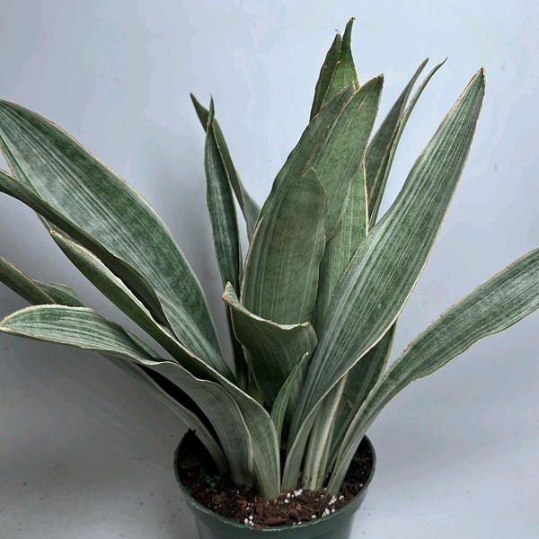 Sansevieria Sayuri