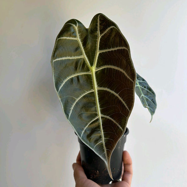 Alocasia Watsoniana 'Lightning'