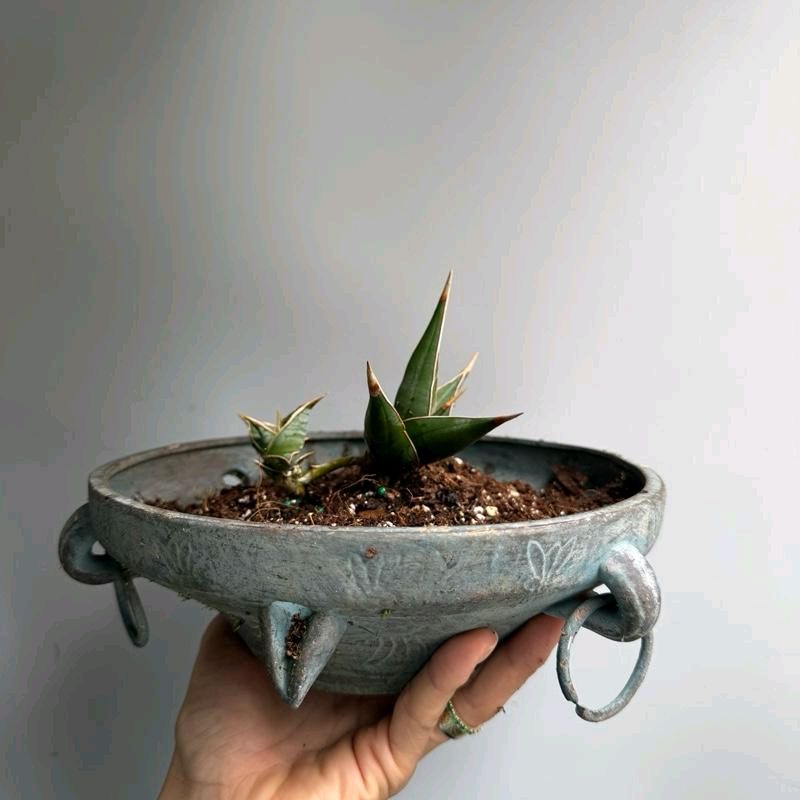 Sansevieria Pinguicula