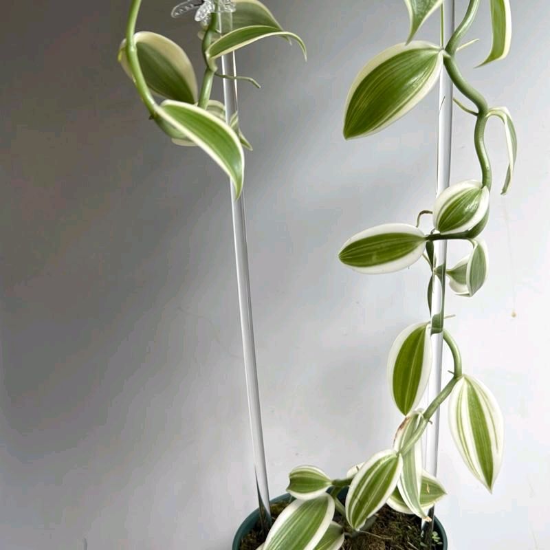 variegated Vanilla Orchid 4"