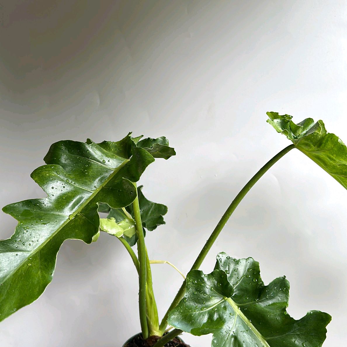Philodendron Bob Cee Green on green variegation 6"