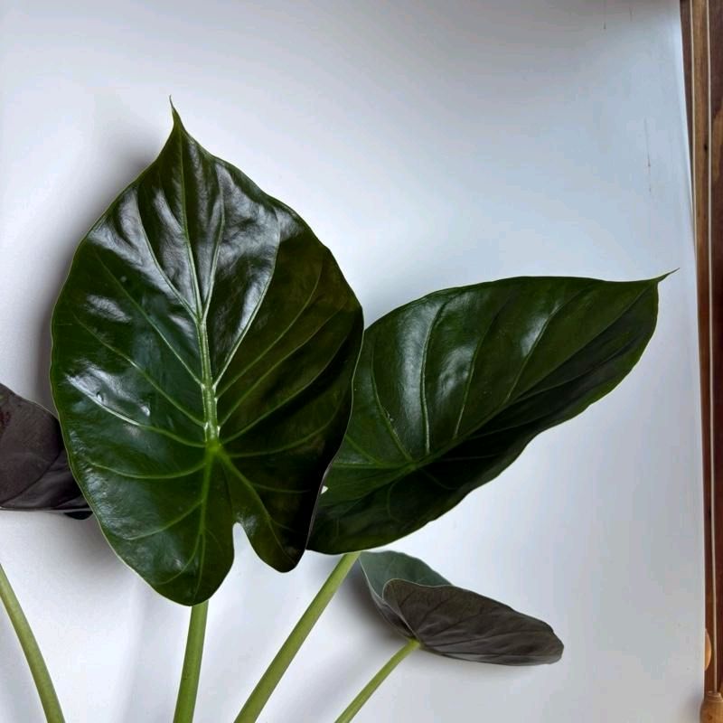 Alocasia Elephant Ear Wentii 6" pot Beginner Friendly Plant for New Plant Owners with Easy Care Requirements & User Friendly Design