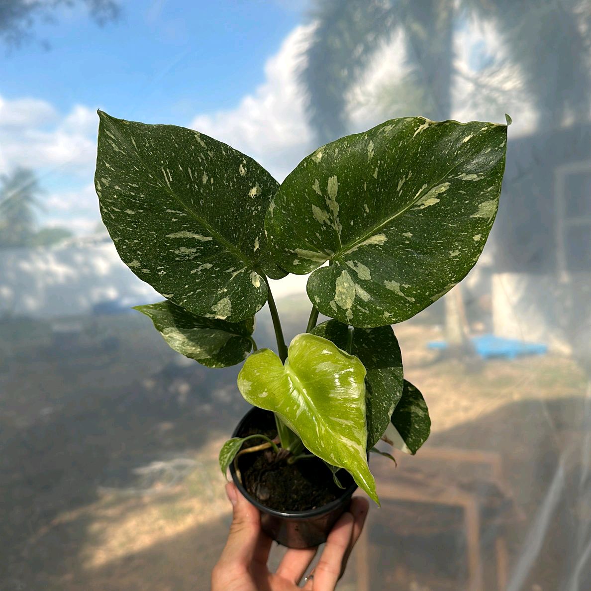 Monstera Thai constellation 4"
