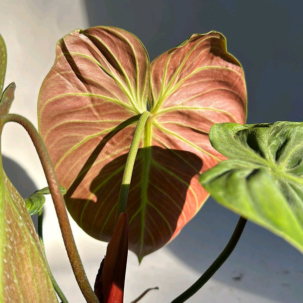 Philodendron El Choco Red