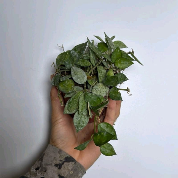 Hoya Krohniana 'Silver Splash'