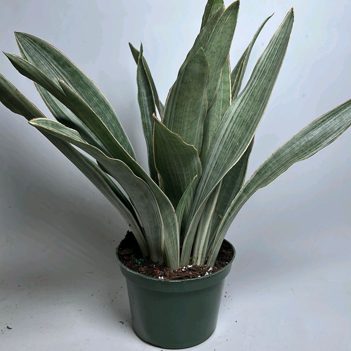 sansevieria sayuri care Runo Plants | Easy Care & Beginner Plants