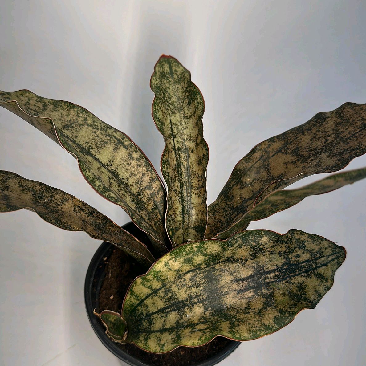sansevieria kirkii coppertone Runo Plants | Low Light Plants
