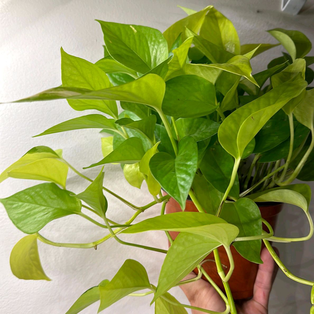 Pothos Neon 4"