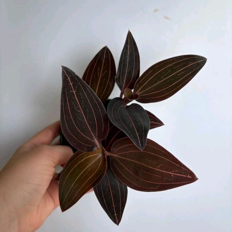 Jewel Orchid Ludisia Dark leaf Rare House Plant