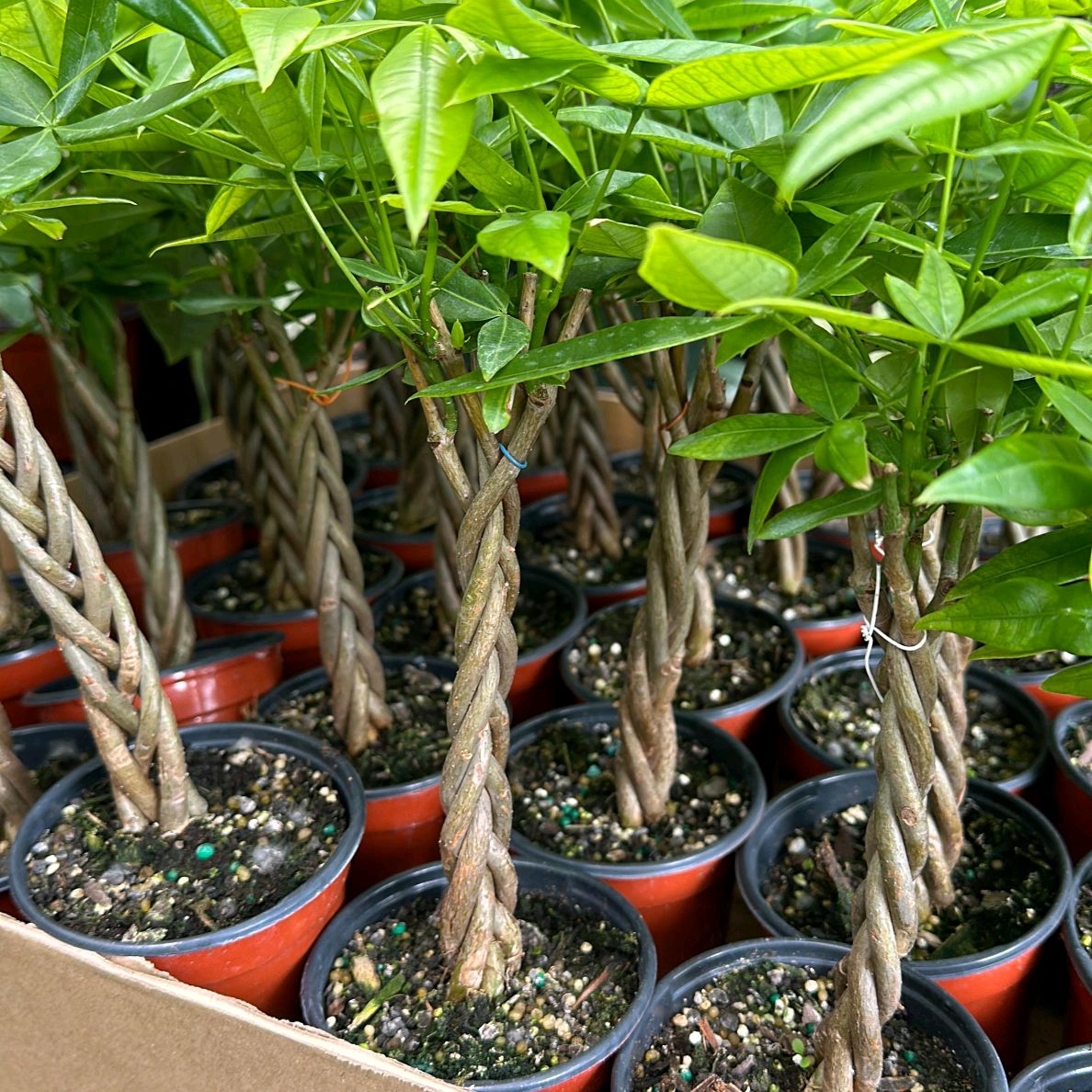 Money Tree Braid Plant 4"