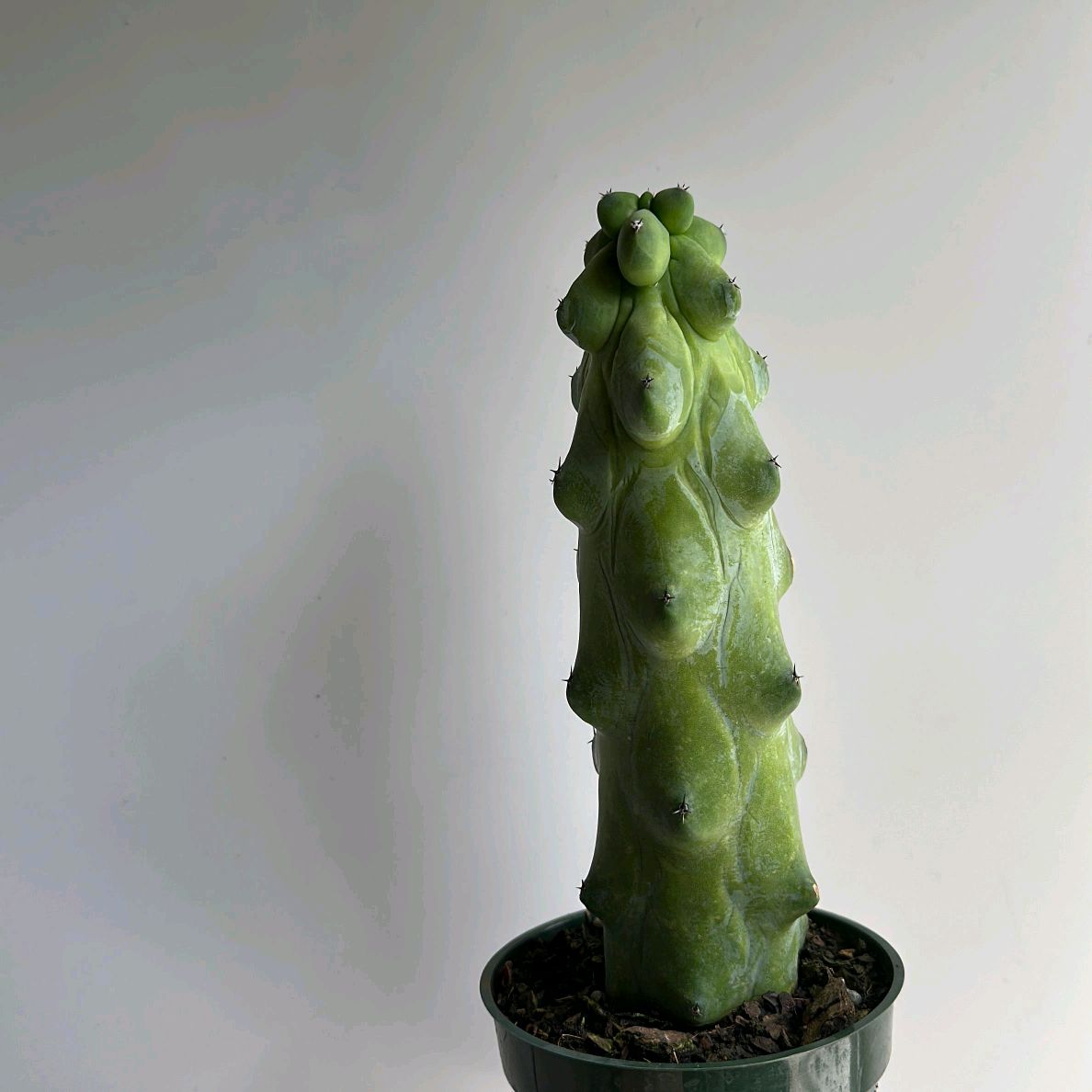 Boobie Cactus 4"