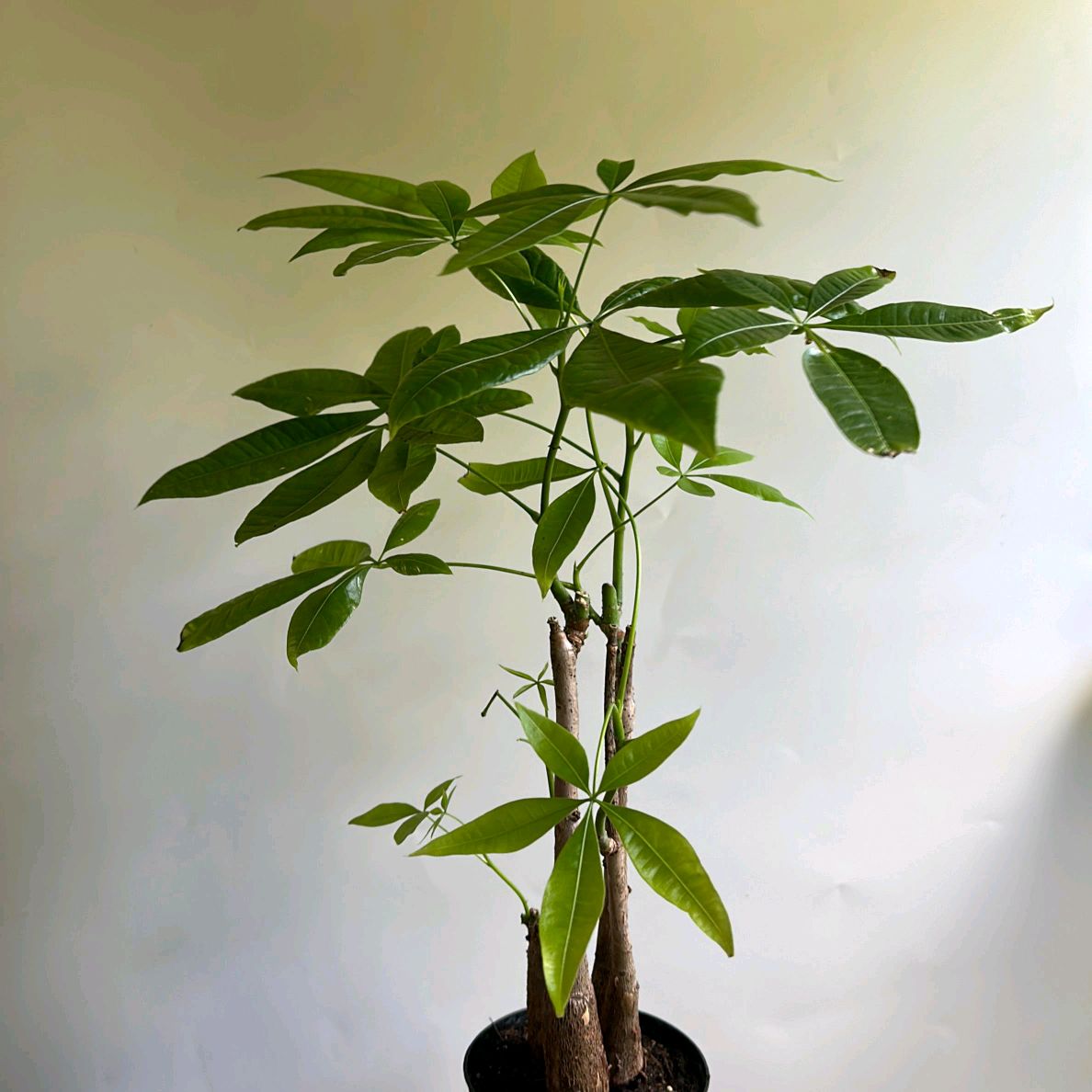 Money Tree Braid Plant 4"