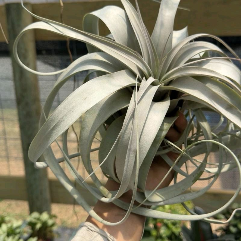 Tillandsia Xerographica Live Tropical Air Plant for Beginners