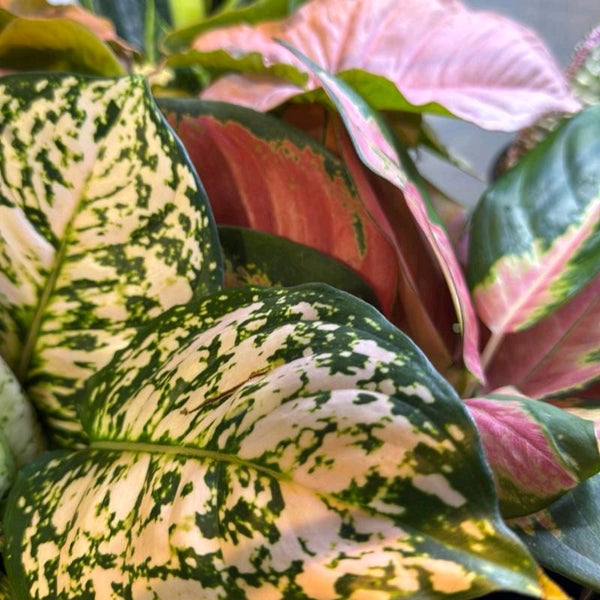 Aglaonema ‘Dazzling Pink Gem’